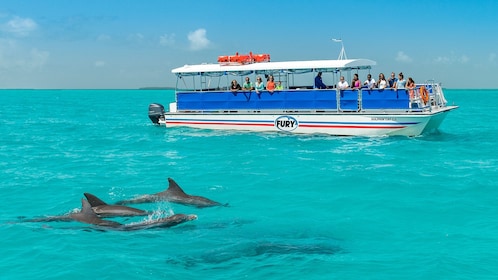 Delfin- und Schnorcheltour