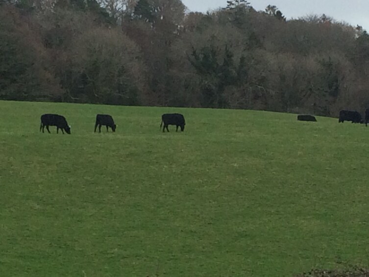 Show item 5 of 10. Private tour to Cliffs of Moher and Burren National Park