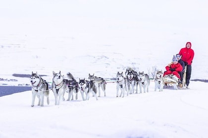 Private dogsledding in Akureyri