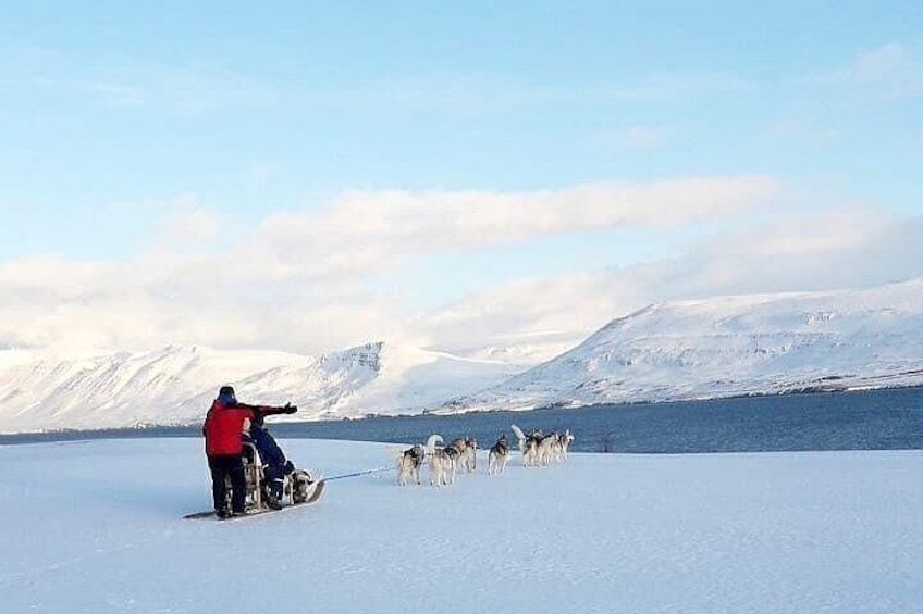 Private dogsledding in Akureyri