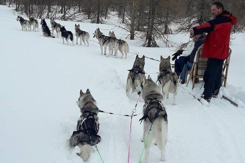 Private dogsledding in Akureyri