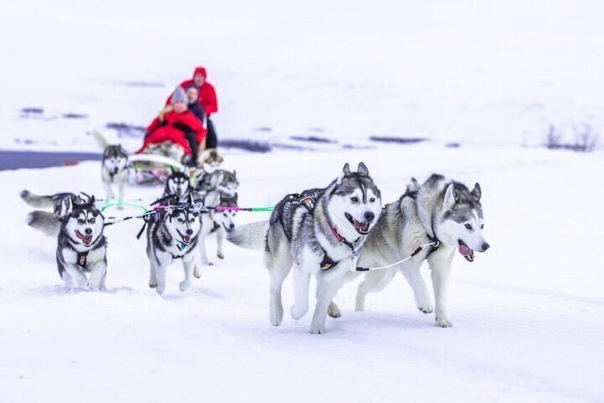 Private dogsledding in Akureyri