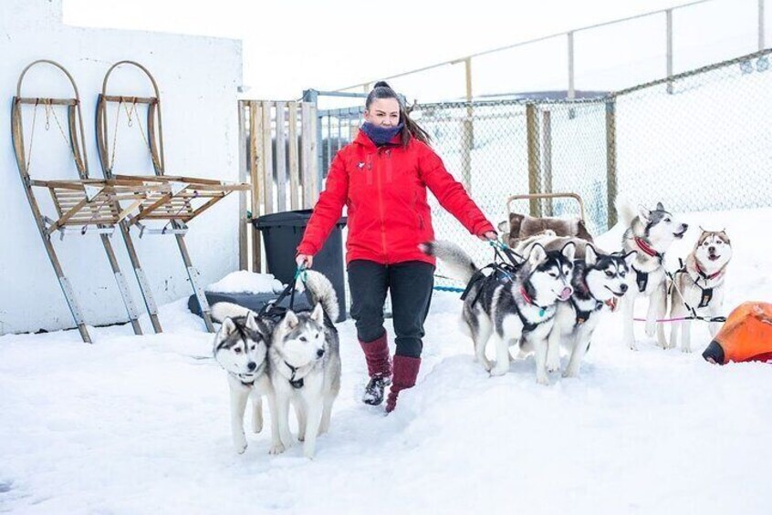 Private dogsledding in Akureyri