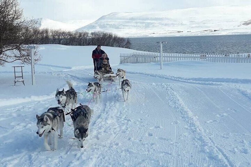 Private dogsledding in Akureyri