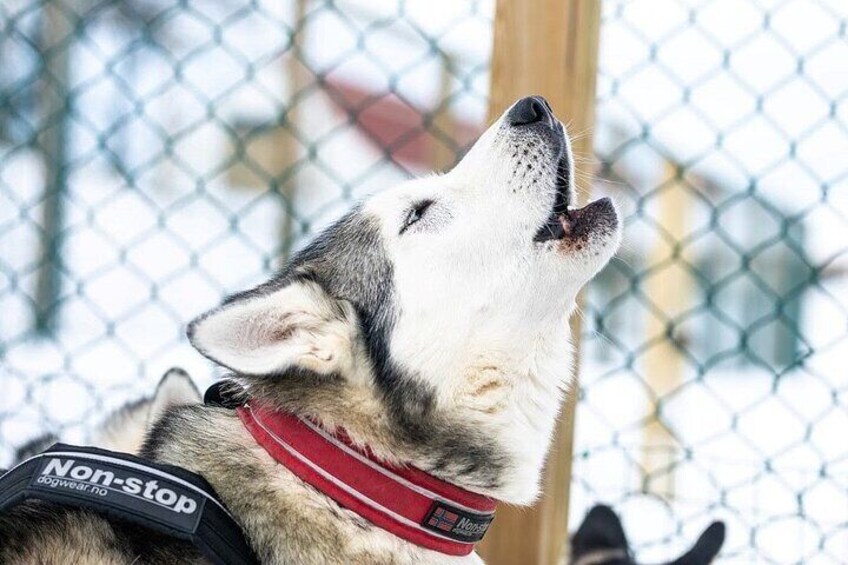 Private dogsledding in Akureyri