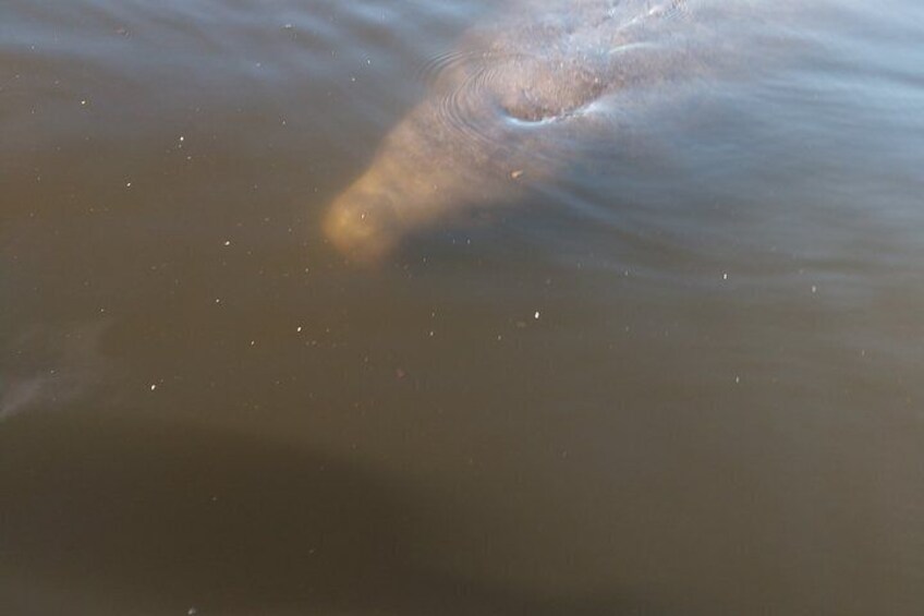 Manatees