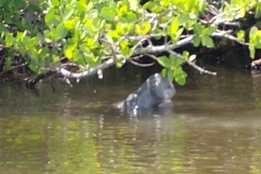 Manatees