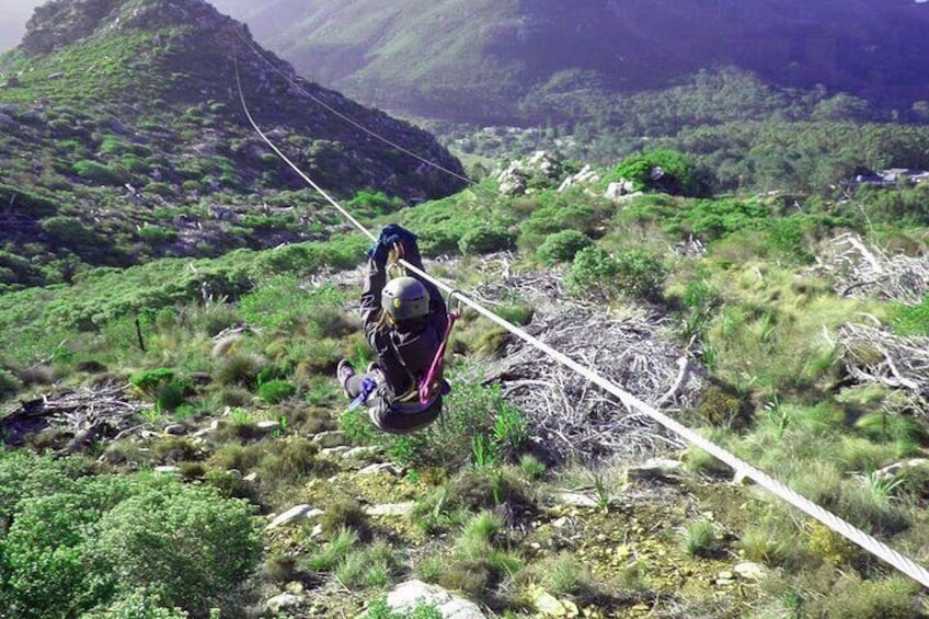 Zipline Cape Town - From Foot of Table Mountain Reserve 