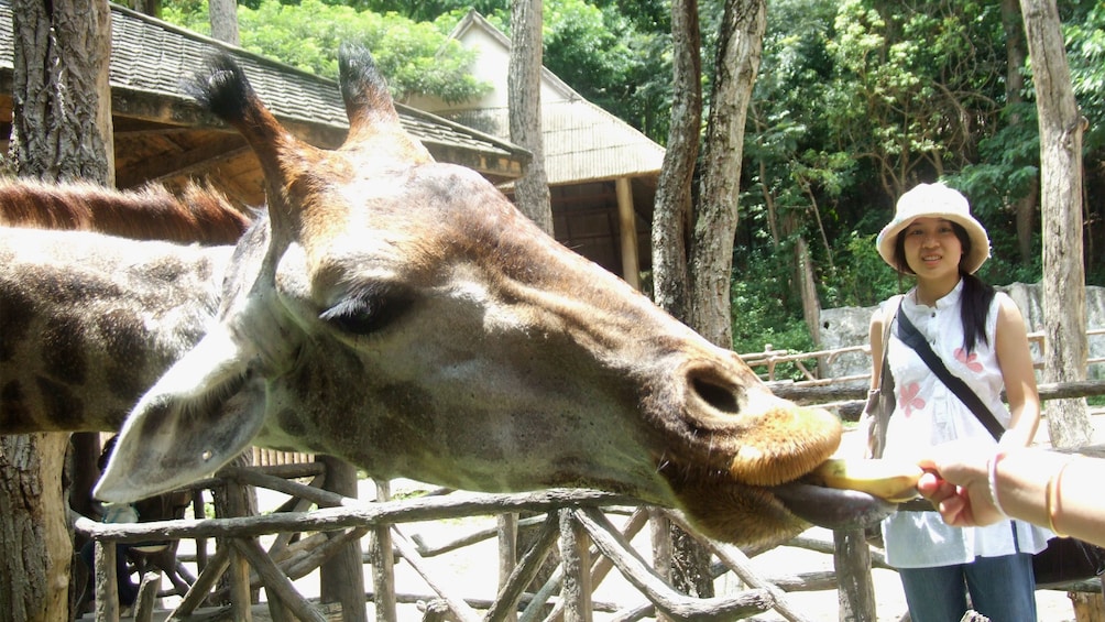 Feeding a giraffe in Chiang Mai