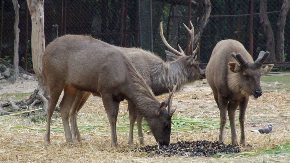 Zoo animals in Chiang Mai