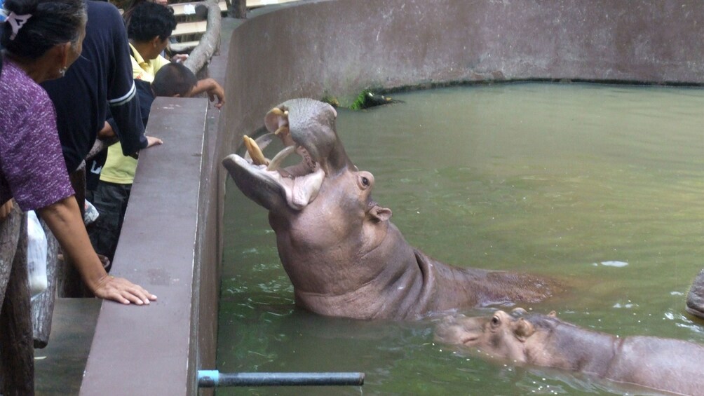 Hippos in pool in Chiang Mai
