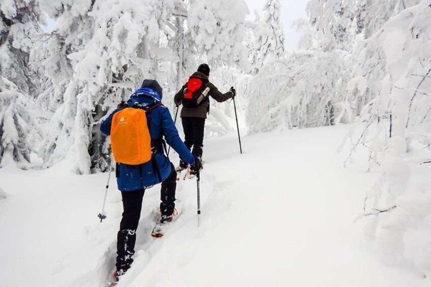 Snowshoe Hike into Lapland's White Wilderness