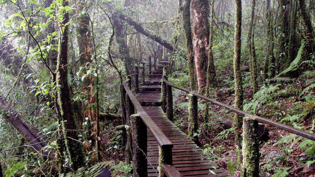 Boardwalk in forest in Chiang Mai