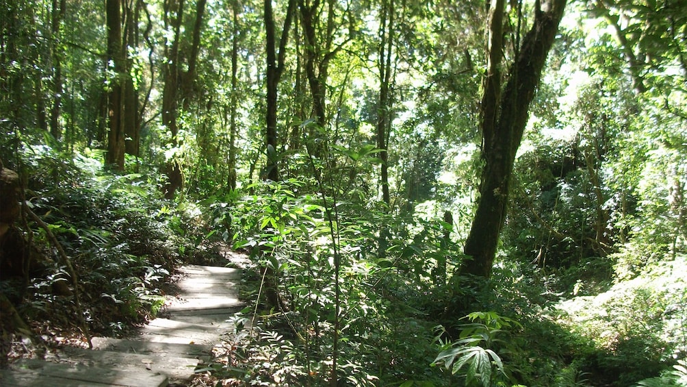 Forest path in Chiang Mai