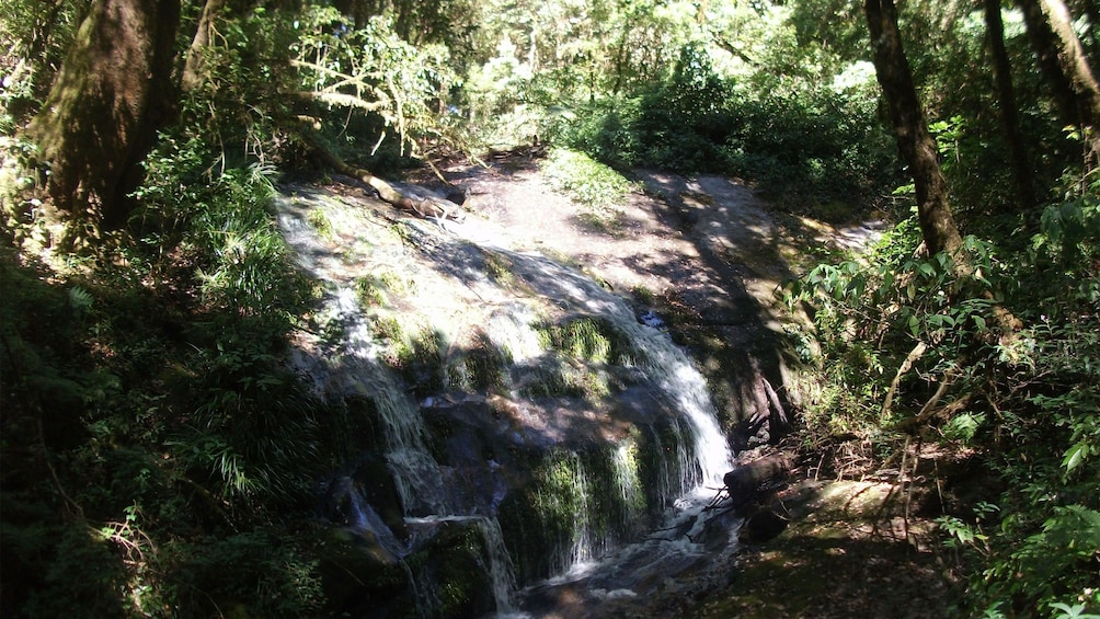 Small stream in forest in Chiang Mai