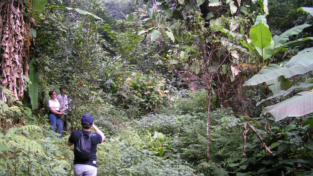 Forest view in Chiang Mai