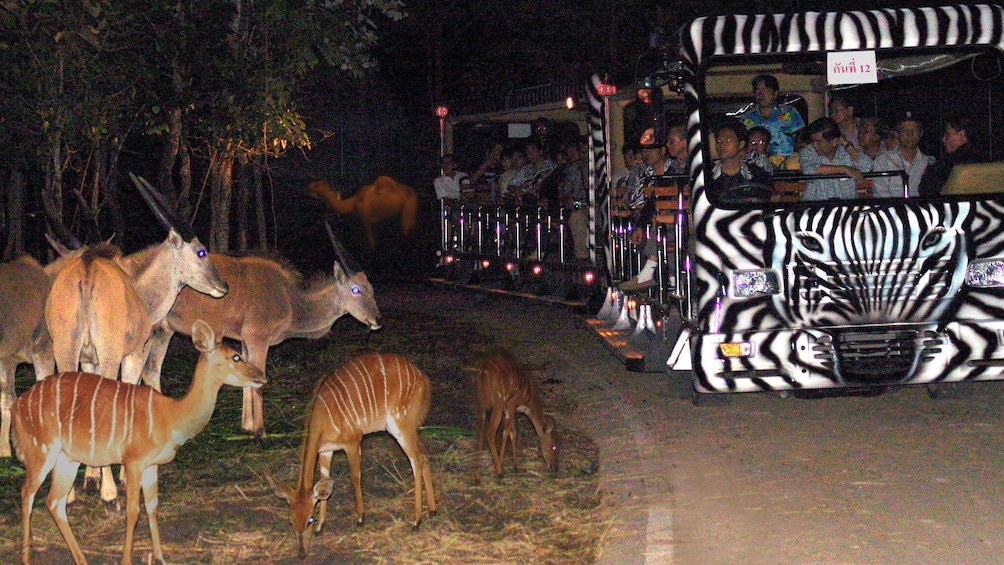 Animals near trolley in Chiang Mai