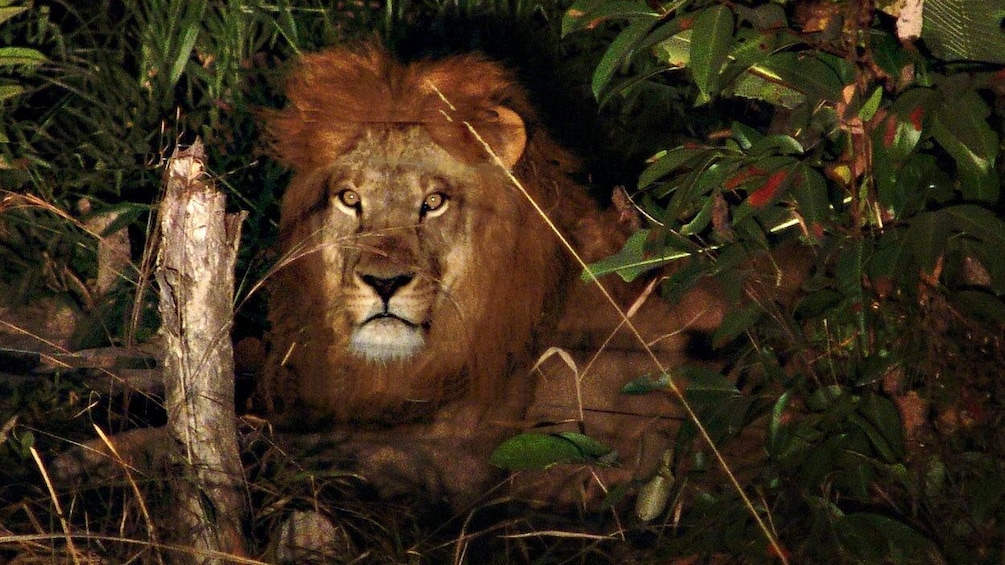 Lion in brush in chiang Mai