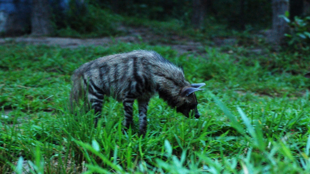 Small jungle animal in Chiang Mai