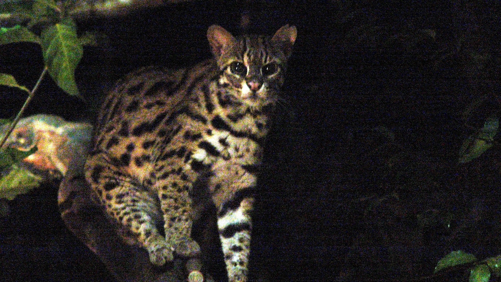 Jungle cat in Chiang Mai