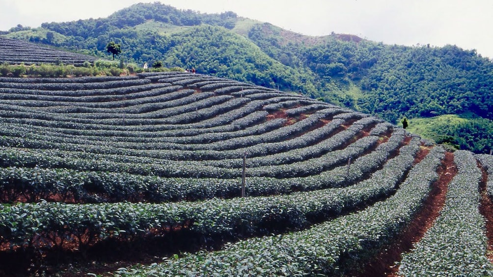 fields in chiang rai