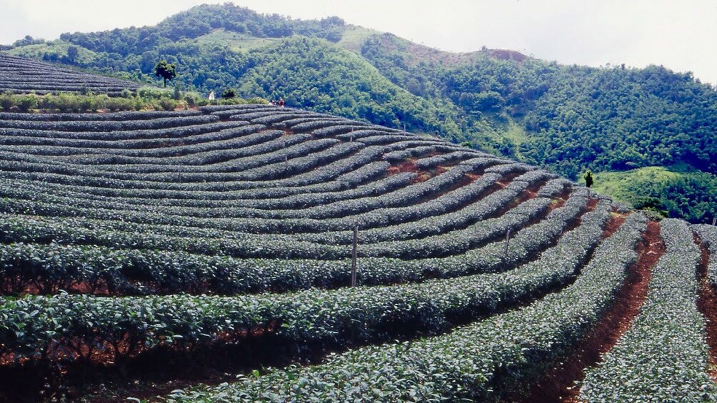 crops in Chiang Rai