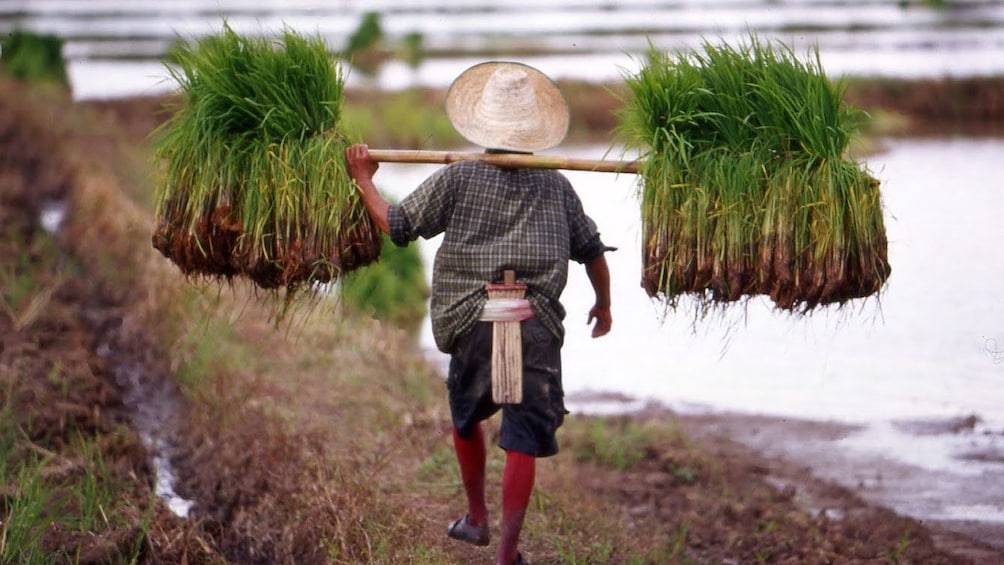 man carrying grass in chiang rai