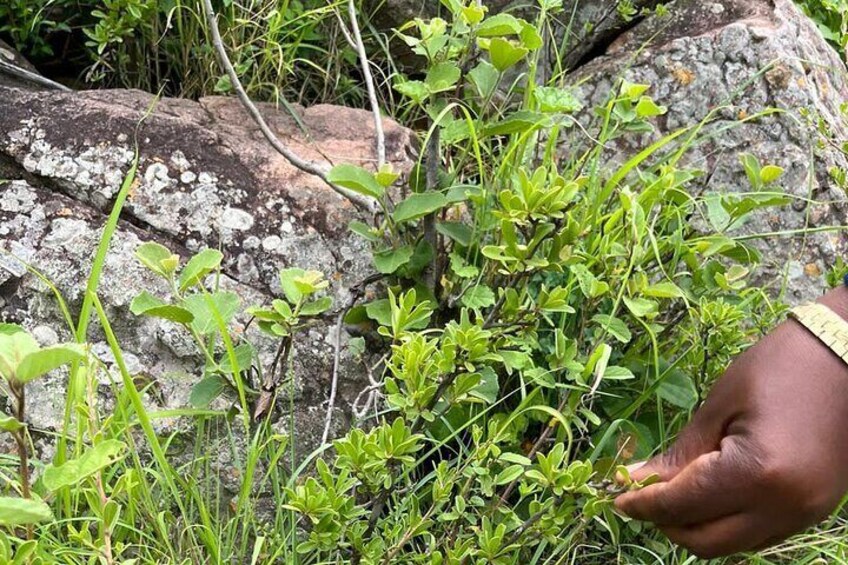 Touring through nature and history near Gaborone