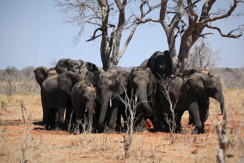 Day trip to Chobe National Park (Botswana)  from Livingstone (Zambia)