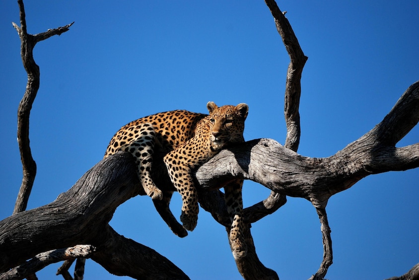 Day trip to Chobe National Park (Botswana)  from Livingstone (Zambia)