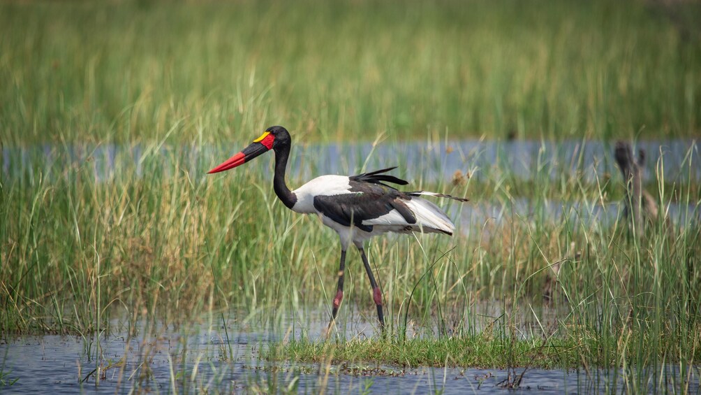 Day trip to Chobe National Park (Botswana)  from Livingstone (Zambia)