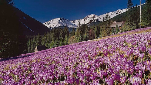 Tatra Mountains & Zakopane Tour - Krakow | Expedia