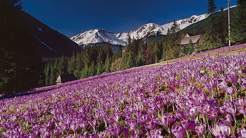 Tatra mountain view 