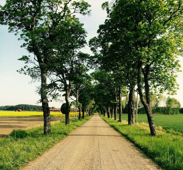 Viking History Extended Tour to Uppsala