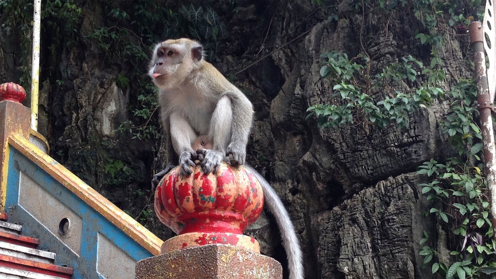 monkey in kuala lumpur