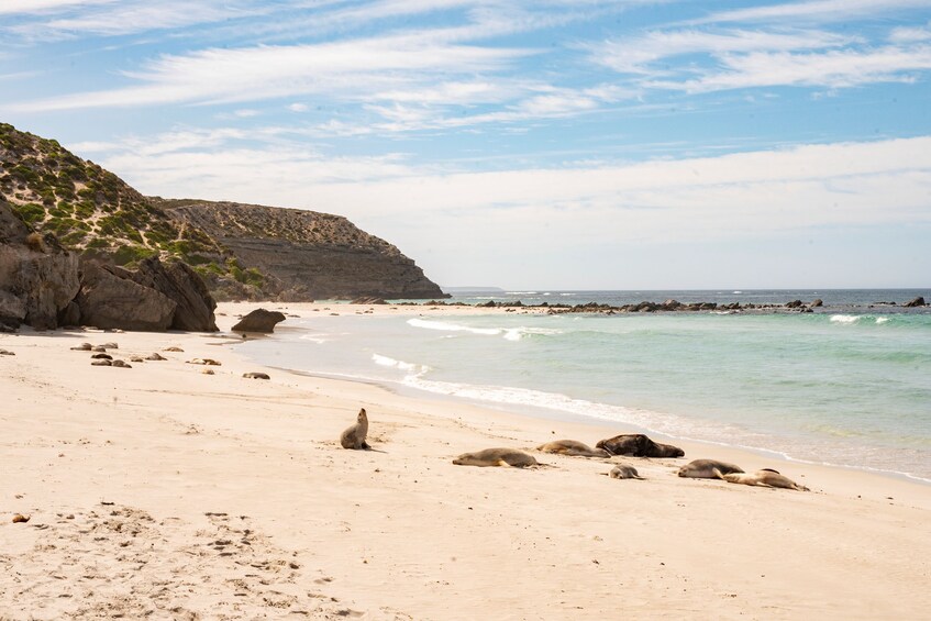 Kangaroo Island Full-Day Tour from Adelaide with Return Ferry