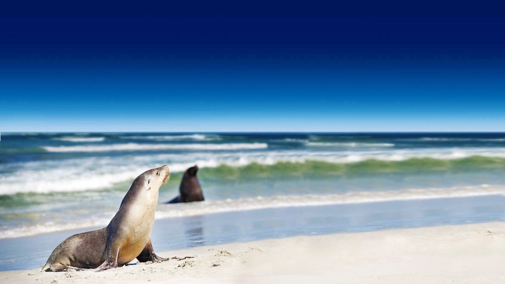 Seals lounging in the surf on Kangaroo Island