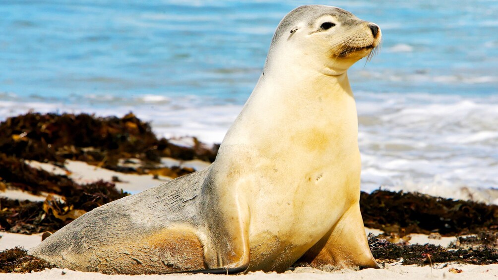A seal lounging on a beach on Kangaroo Island
