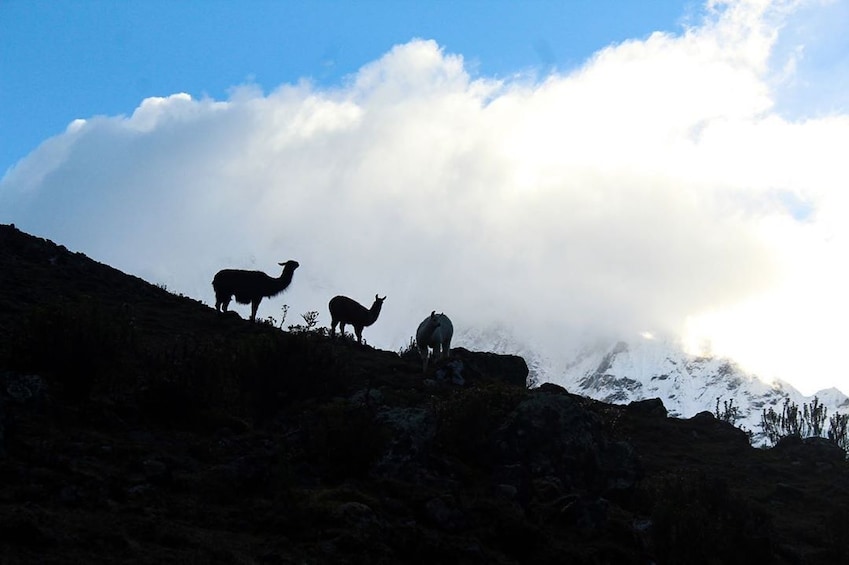 Salcantay Trek to Machu Picchu in 5 Days