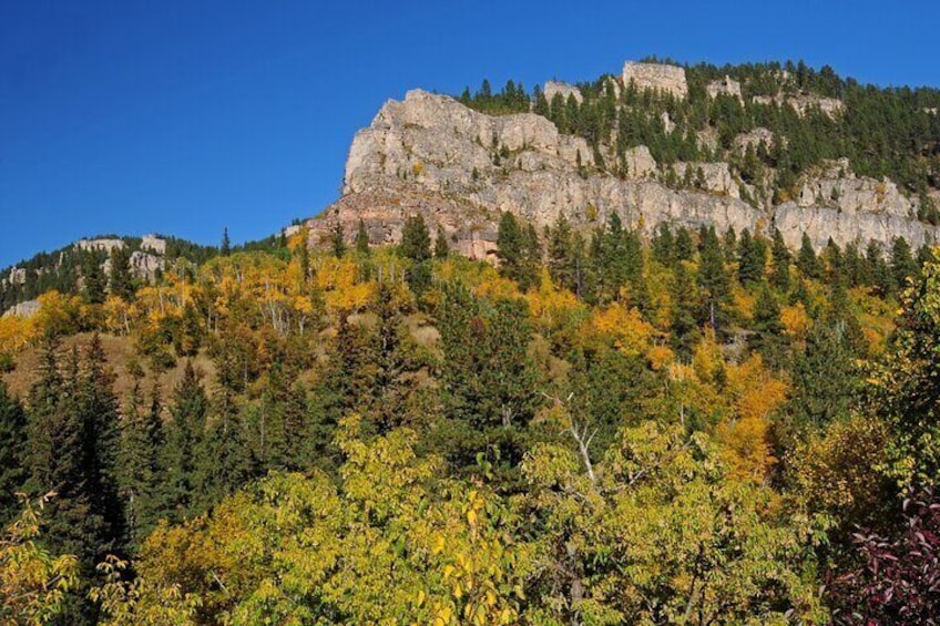 One-thousand foot limestone cliffs, aspens, and Black Hills Spruce make for a magical moment. 