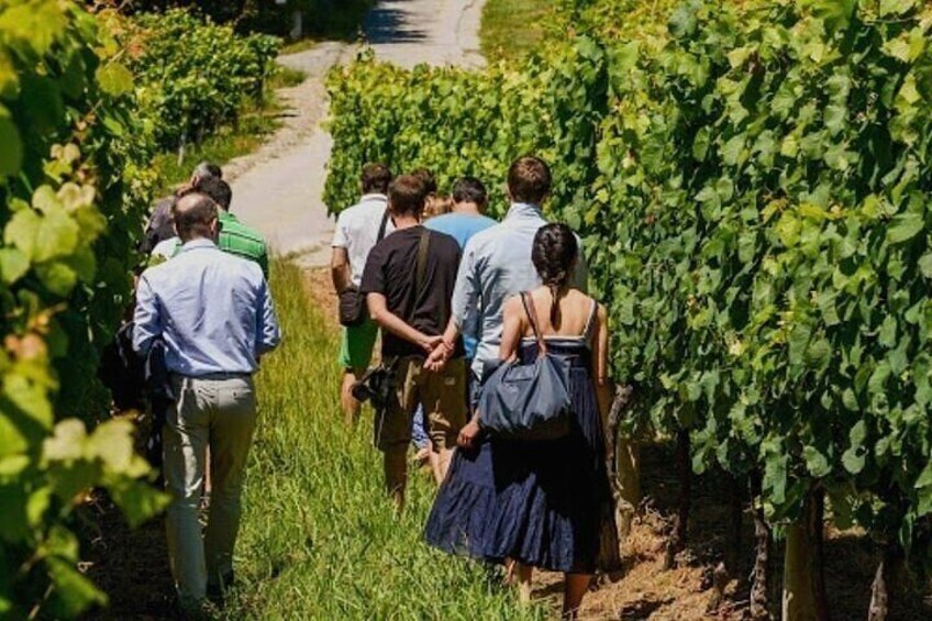 Private La Rioja wine tastings and tour of La Guardia from Pamplona