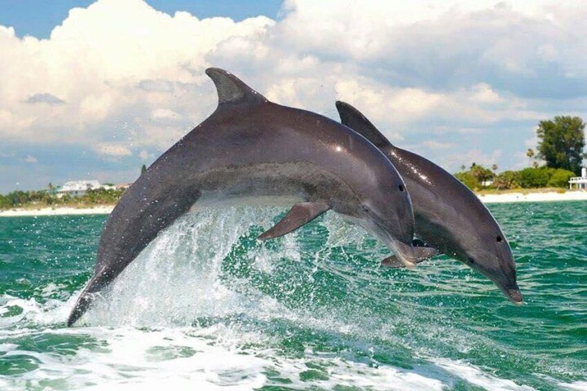 Dolphins!!