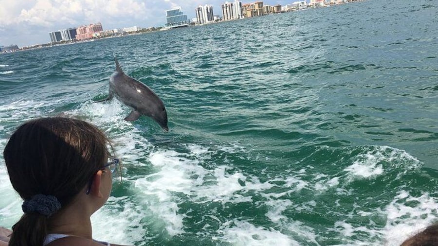 Little Toot Dolphin Adventure at Clearwater Beach
