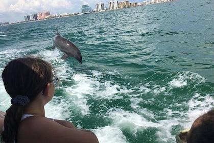 Little Toot Dolphin Adventure på Clearwater Beach
