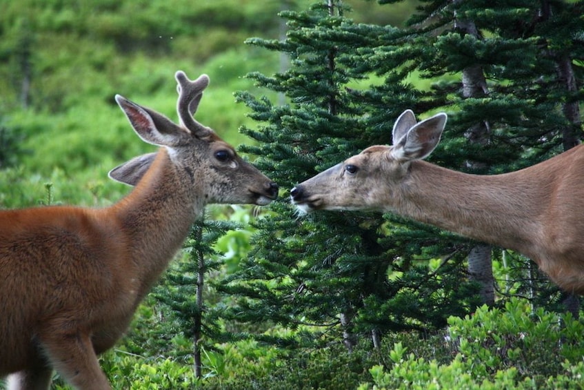 Mt. Rainier National Park: All-Inclusive Small-Group Tour