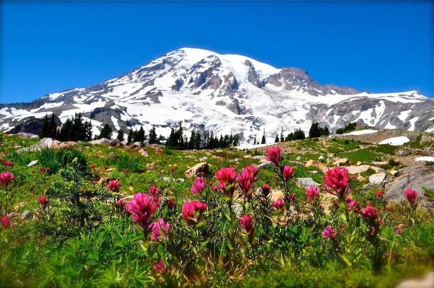 Mt. Rainier National Park: All-Inclusive Small-Group Tour