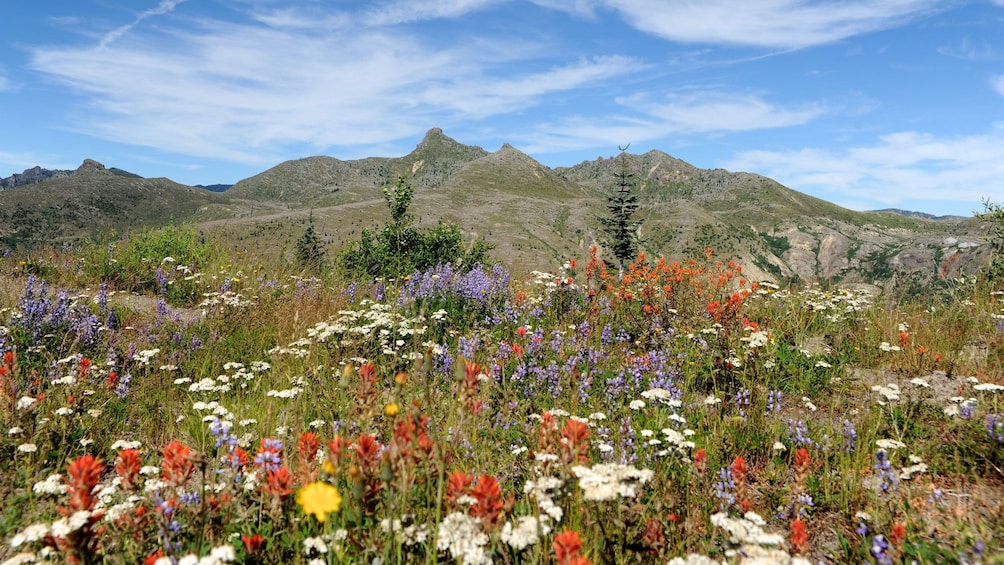 wild flowers at Mount saint helens national volcanic monument in Washington 
