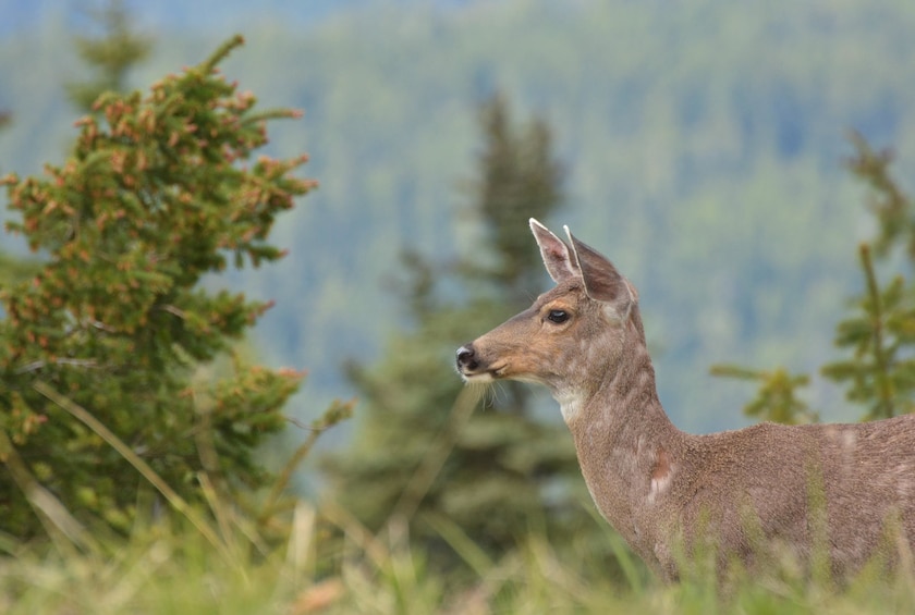 Olympic National Park from Seattle: All-Inclusive Day Tour