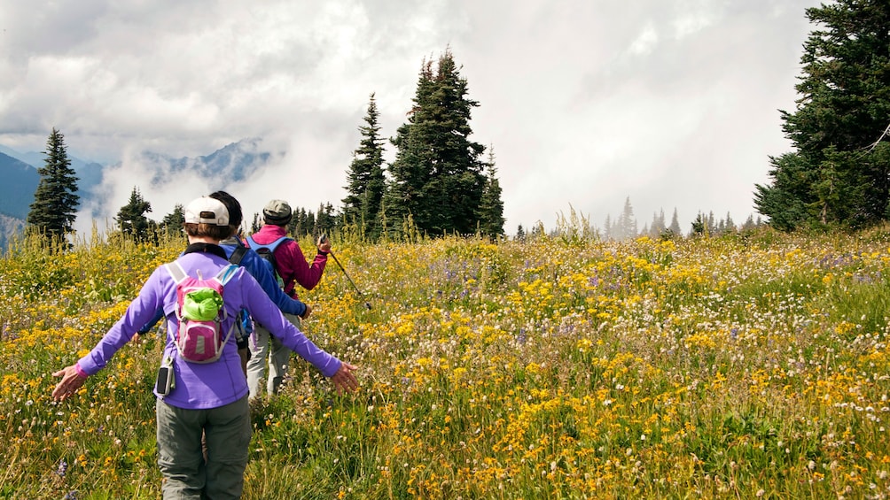 People hiking in a field of wild flowers in Olympic National Park in Washington 