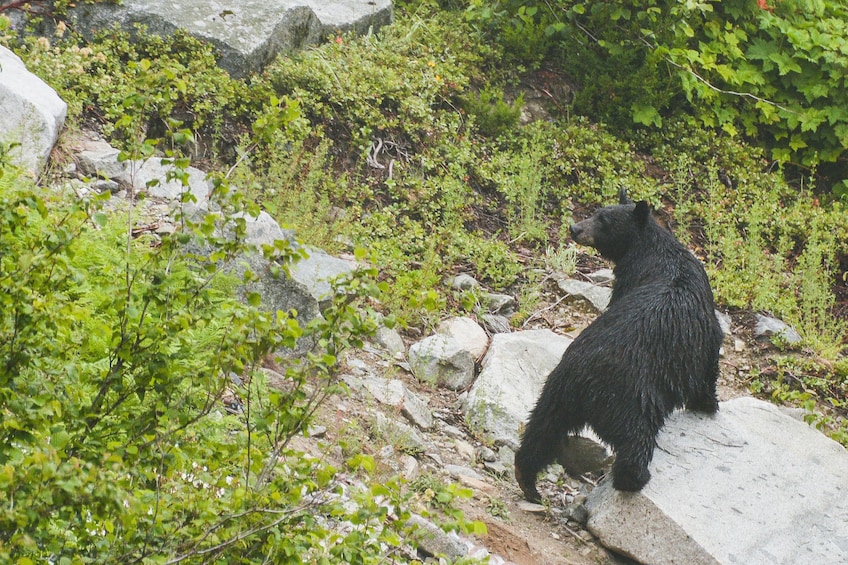 Olympic National Park from Seattle: All-Inclusive Day Tour